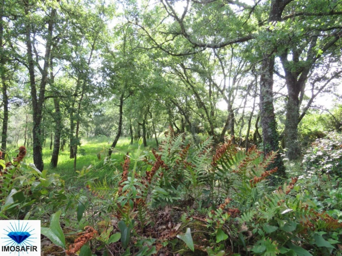 Terreno para Venda em Alvaiázere Foto 10