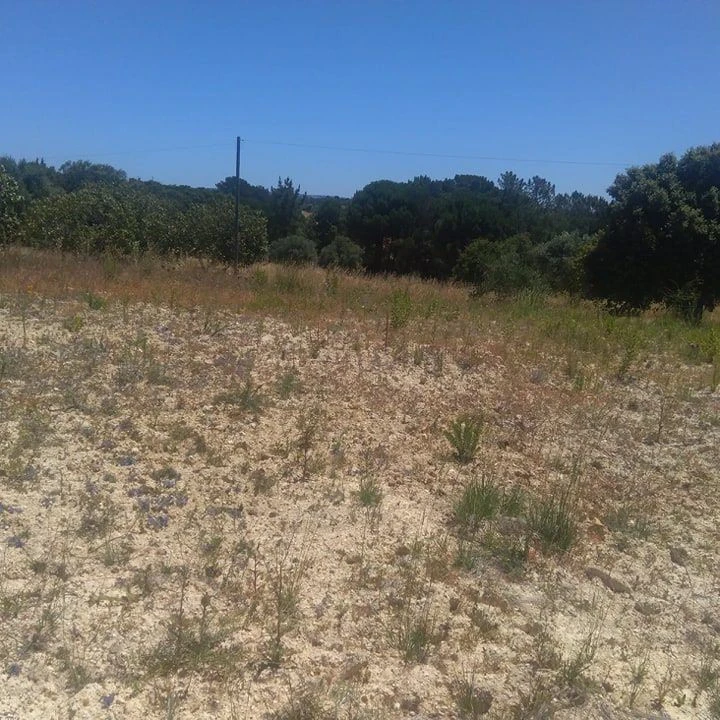 Terreno para Venda em Madalena e Beselga Foto 3