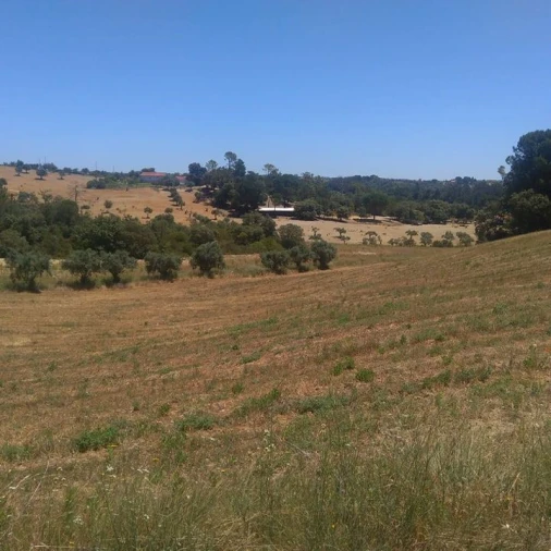 Terreno para Venda em Madalena e Beselga Foto 11
