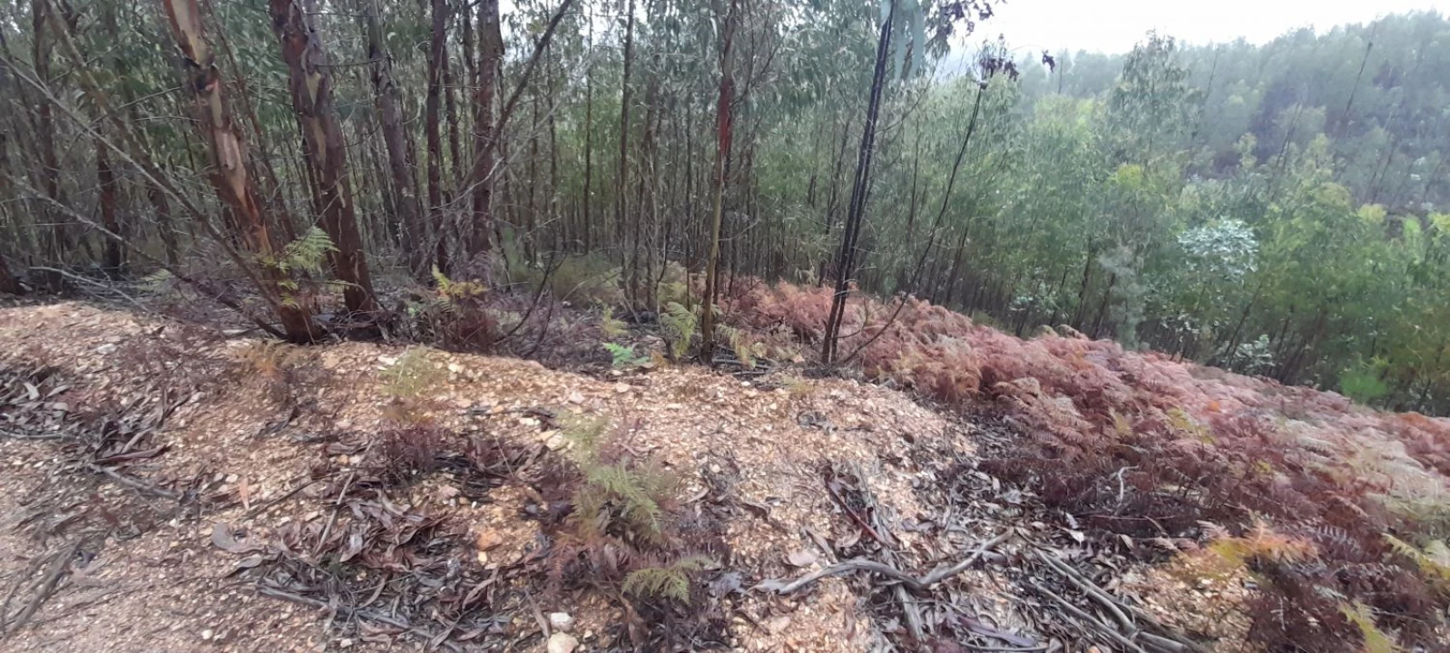 Terreno para Venda em Aguas Belas Foto 5