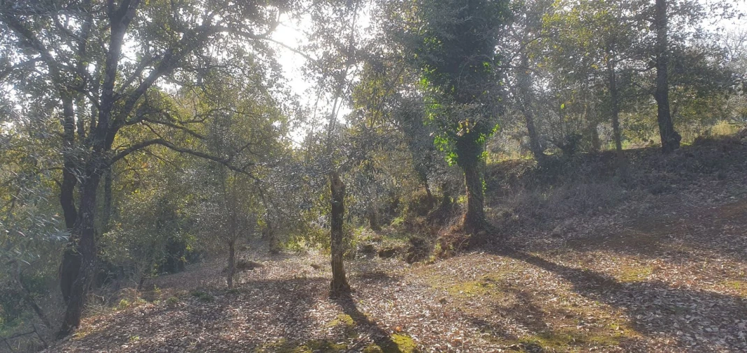 Moradia T2 para Venda em Areias e Pias Foto 28