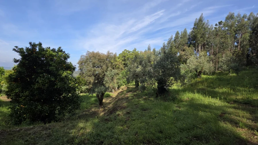 Moradia T2 para Venda em Areias e Pias Foto 25