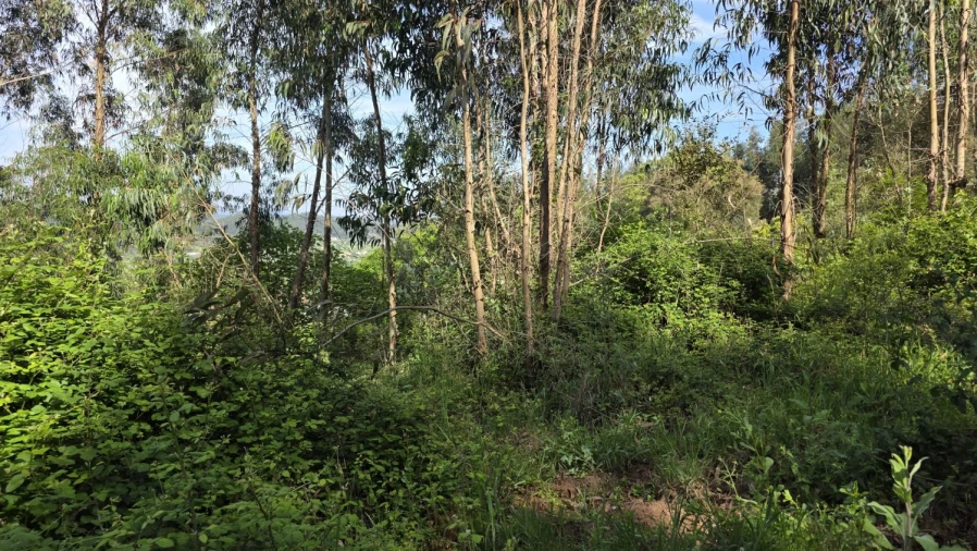 Moradia T2 para Venda em Areias e Pias Foto 39