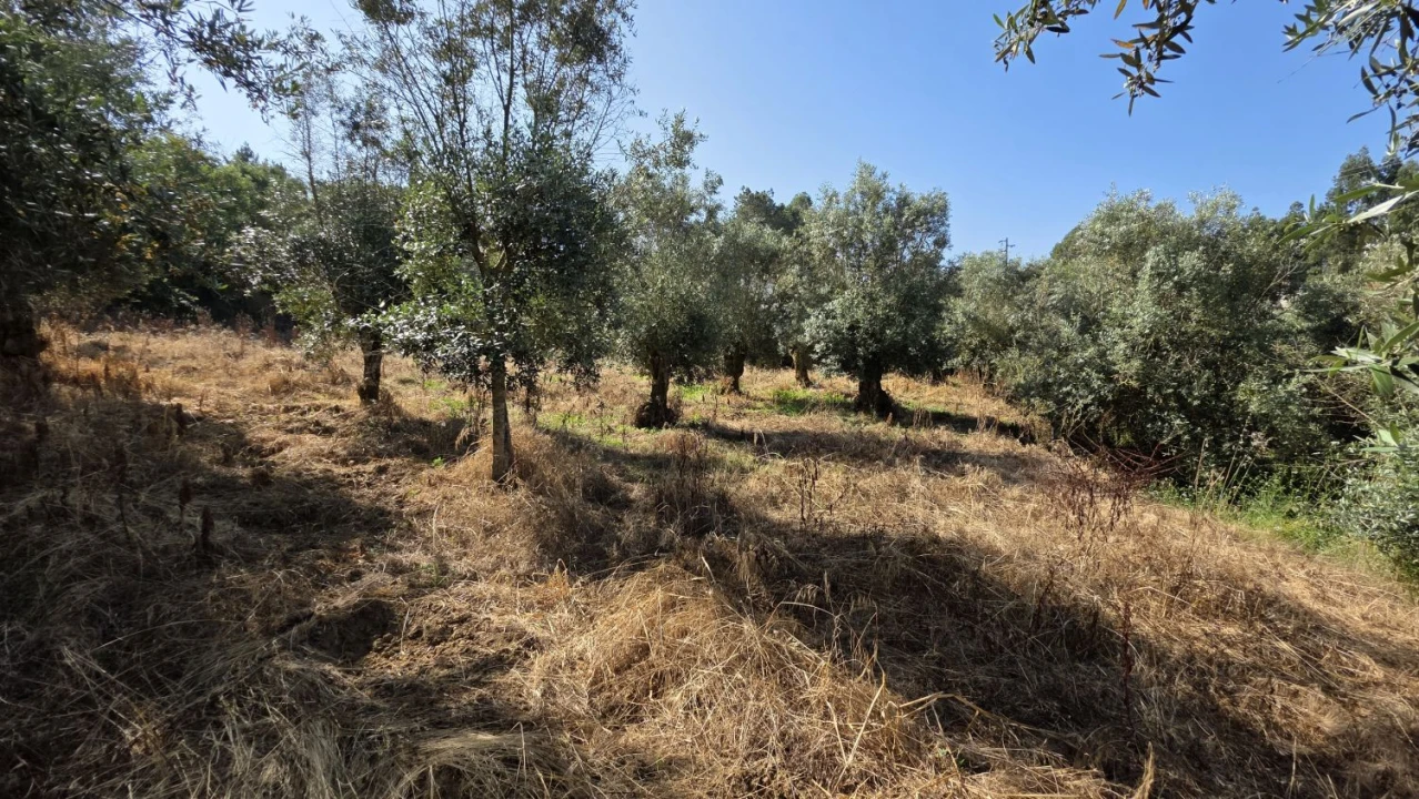 Moradia T2 para Venda em Olalhas Foto 11