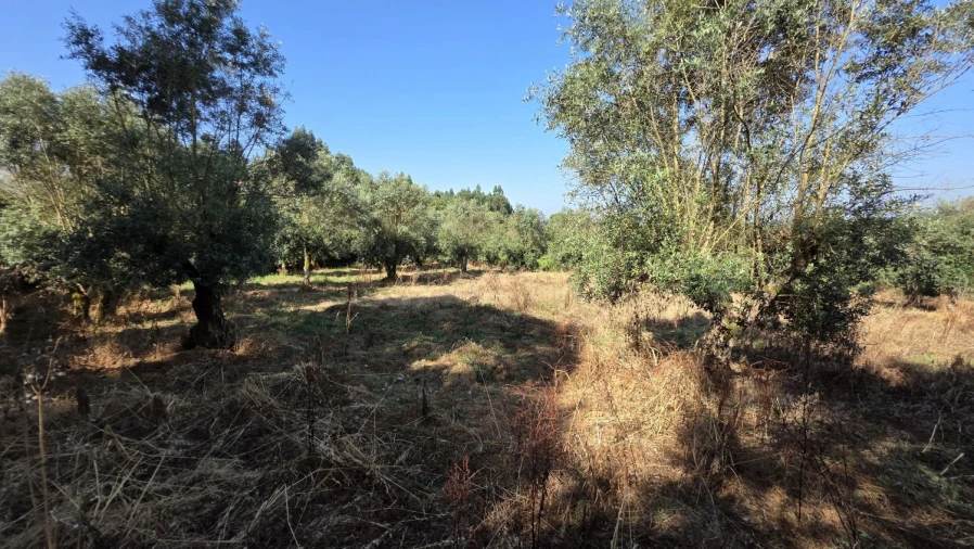 Moradia T2 para Venda em Olalhas Foto 23