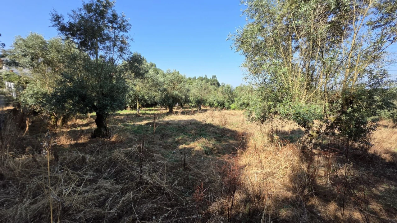 Moradia T2 para Venda em Olalhas Foto 26