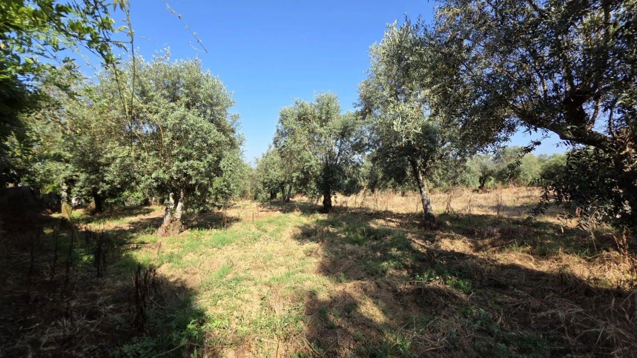 Moradia T2 para Venda em Olalhas Foto 19