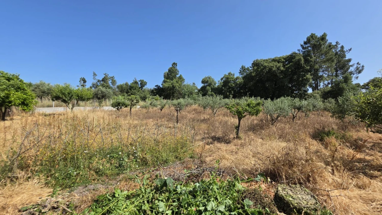 Moradia T4 para Venda em Olalhas Foto 19