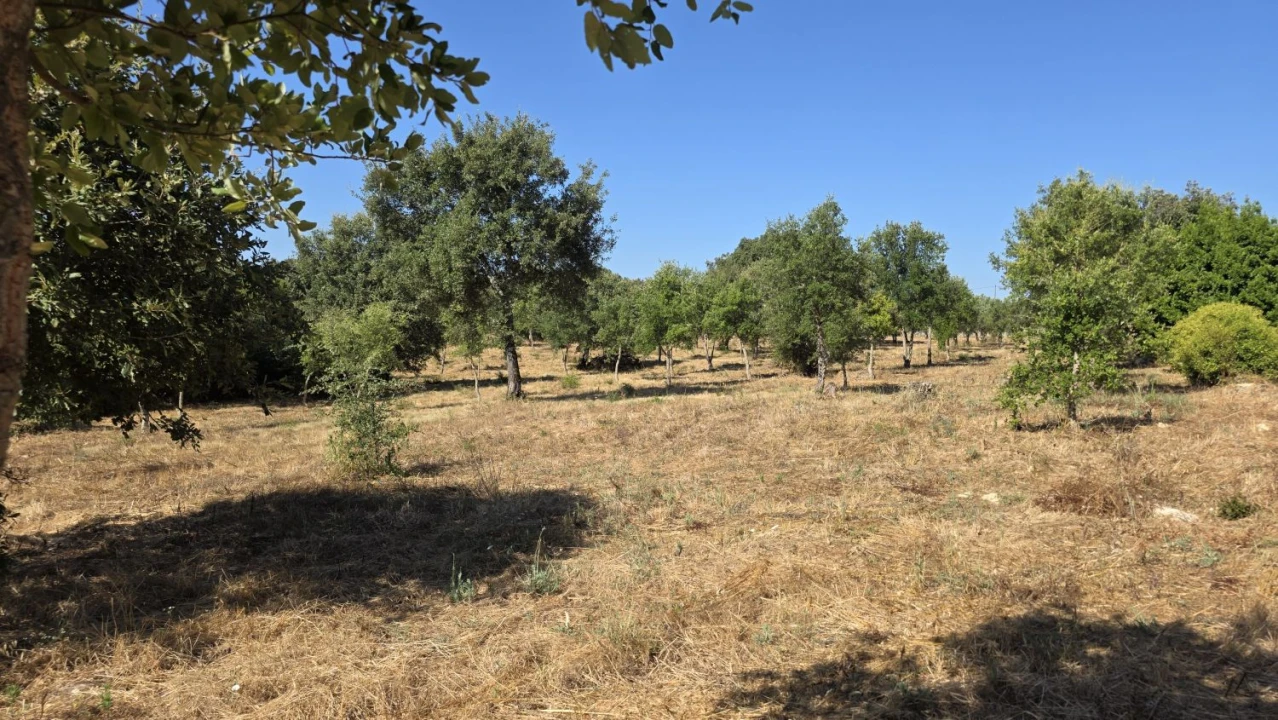 Terreno para Venda em Areias e Pias Foto 43