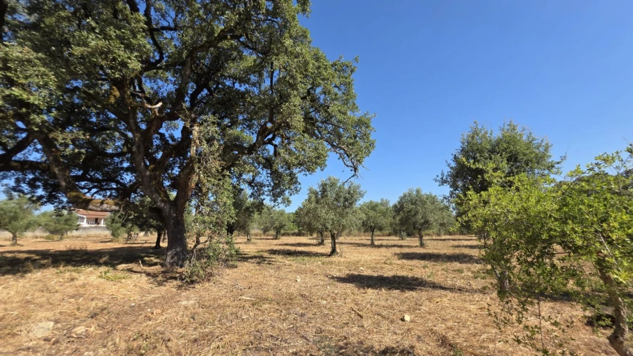 Terreno para Venda em Areias e Pias Foto 18