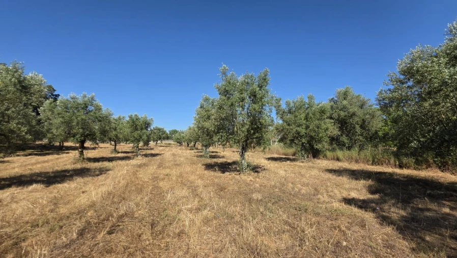 Terreno para Venda em Areias e Pias Foto 36