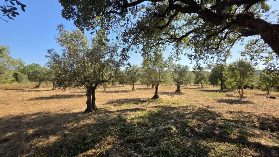 Terreno para Venda em Areias e Pias Foto 23