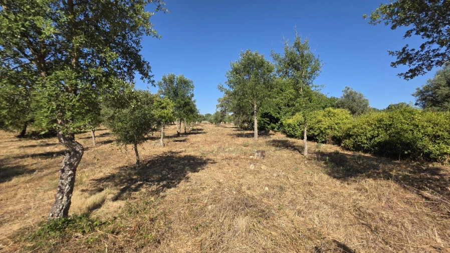 Terreno para Venda em Areias e Pias Foto 40