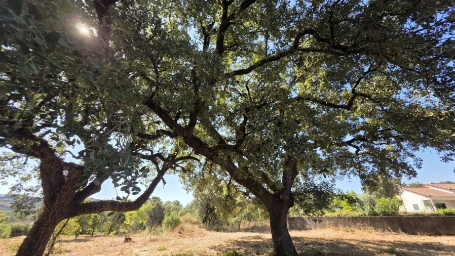 Terreno para Venda em Areias e Pias Foto 26