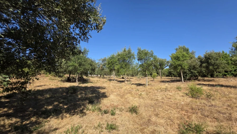 Terreno para Venda em Areias e Pias Foto 11