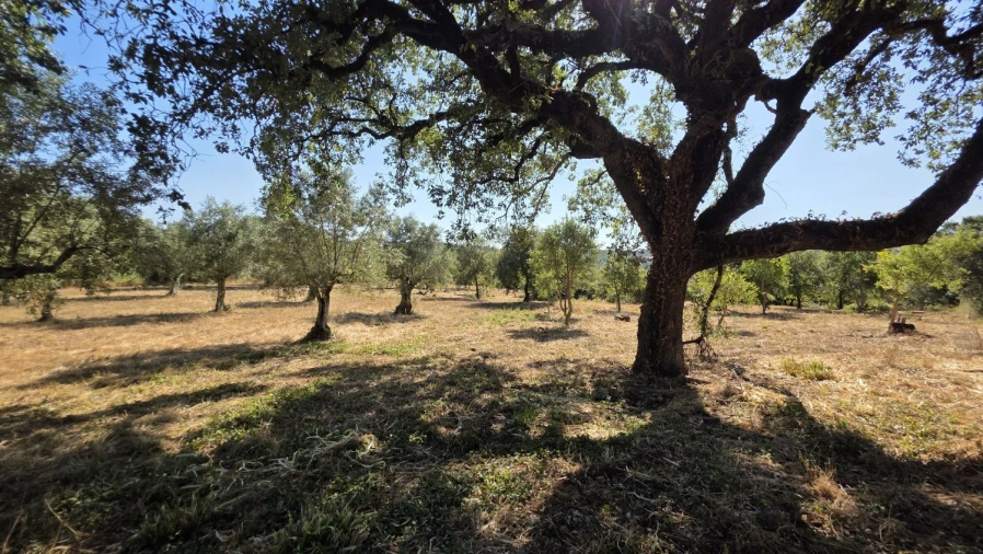 Terreno para Venda em Areias e Pias Foto 21