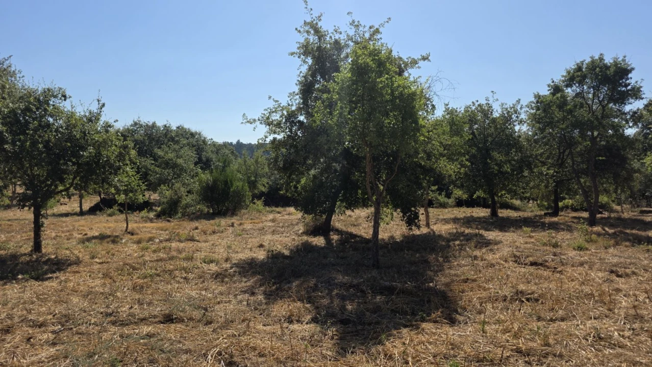 Terreno para Venda em Areias e Pias Foto 19