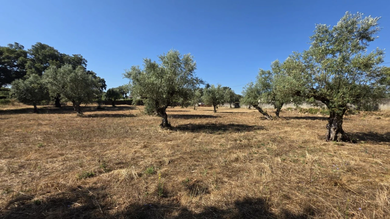 Terreno para Venda em Areias e Pias Foto 34