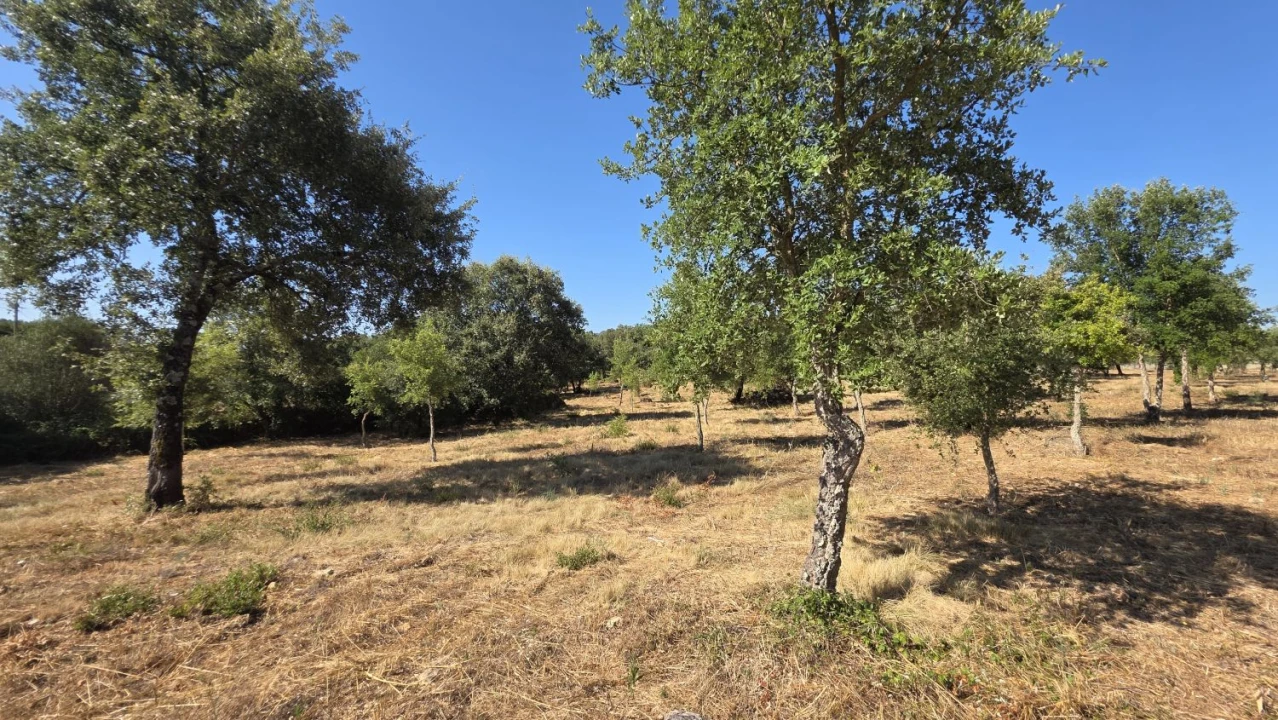 Terreno para Venda em Areias e Pias Foto 39