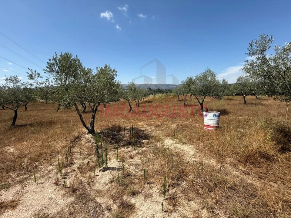 Terreno para Venda em Baraçal Foto 1