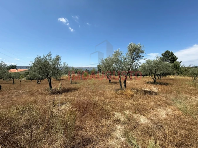 Terreno para Venda em Baraçal Foto 3