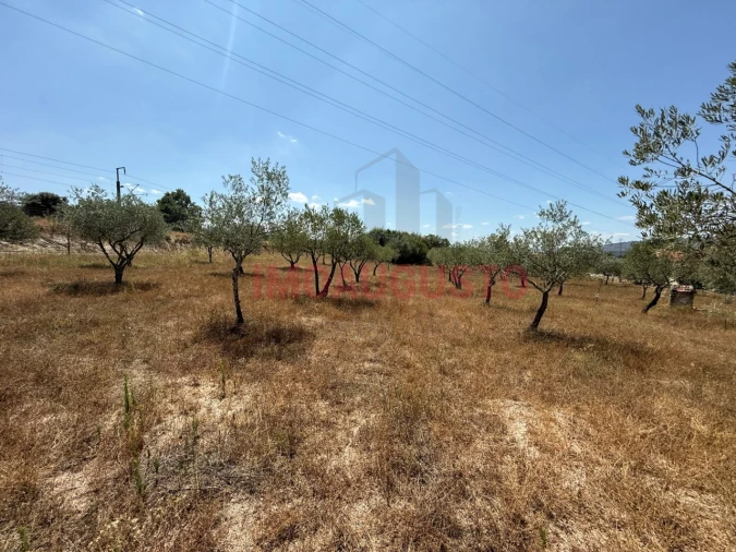 Terreno para Venda em Baraçal Foto 4