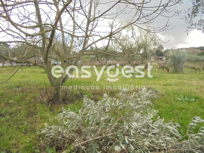 Moradia T3 para Venda em Nossa Senhora do Pranto Foto 29