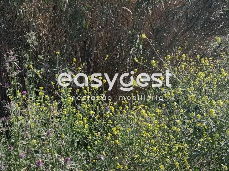 Terreno Agricola ou Rústico para Venda em Beja (Salvador e Santa Maria da Feira) Foto 13