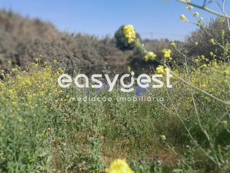 Terreno Agricola ou Rústico para Venda em Beja (Salvador e Santa Maria da Feira) Foto 15