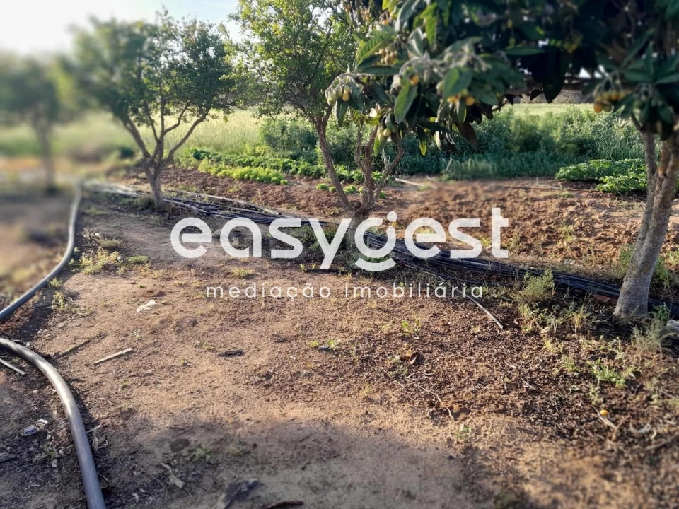 Terreno Agricola ou Rústico para Venda em Beja (Salvador e Santa Maria da Feira) Foto 34