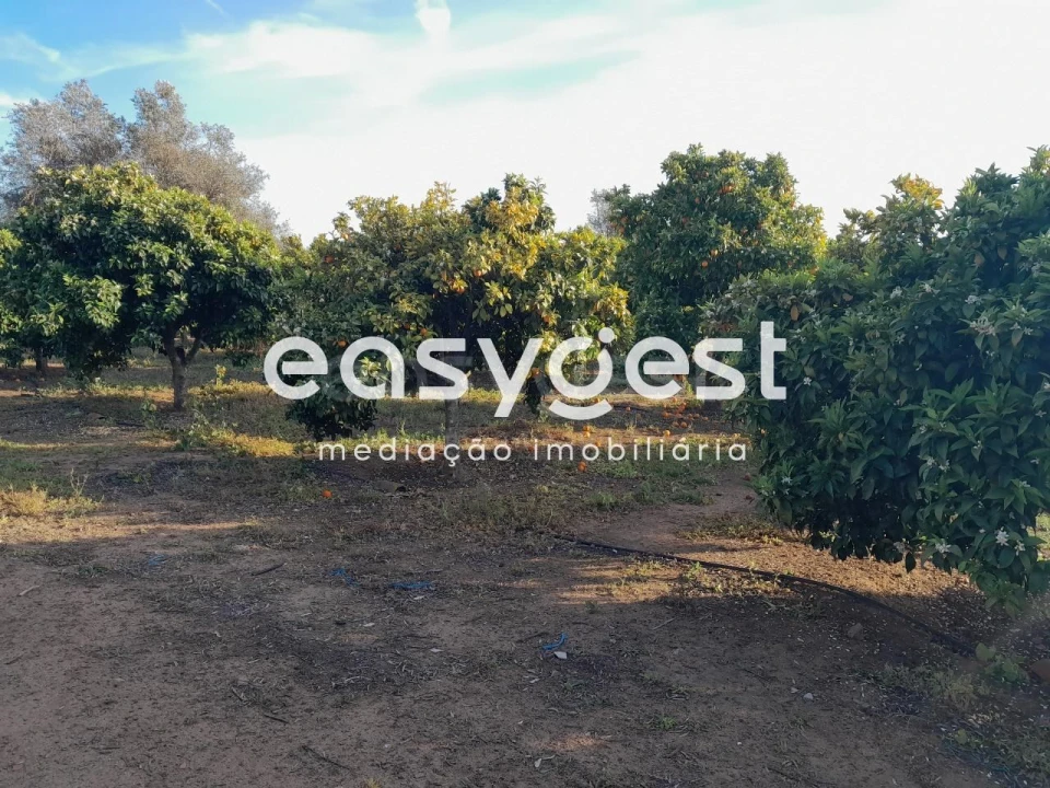 Terreno Agricola ou Rústico para Venda em Beja (Salvador e Santa Maria da Feira) Foto 37