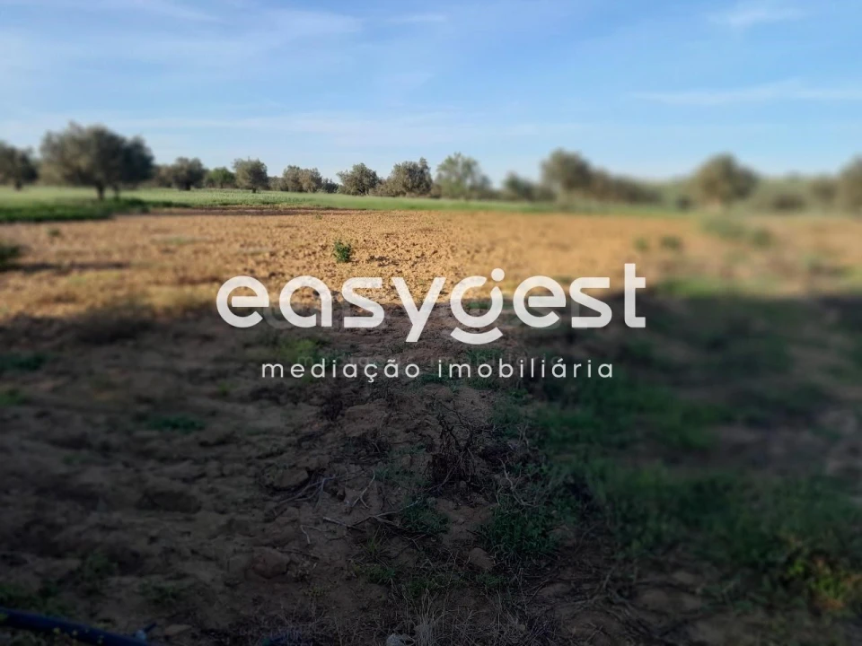 Terreno Agricola ou Rústico para Venda em Beja (Salvador e Santa Maria da Feira) Foto 41