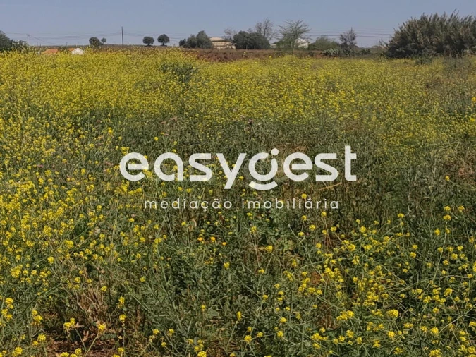 Terreno Agricola ou Rústico para Venda em Beja (Salvador e Santa Maria da Feira) Foto 10