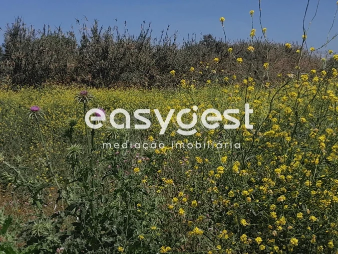 Terreno Agricola ou Rústico para Venda em Beja (Salvador e Santa Maria da Feira) Foto 12