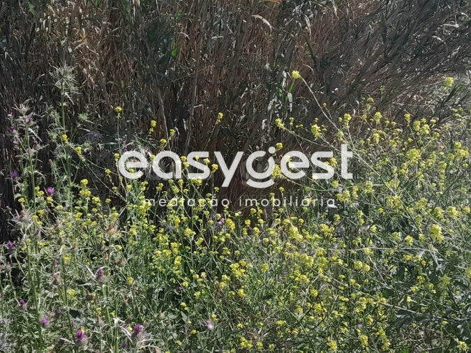 Terreno Agricola ou Rústico para Venda em Beja (Salvador e Santa Maria da Feira) Foto 13