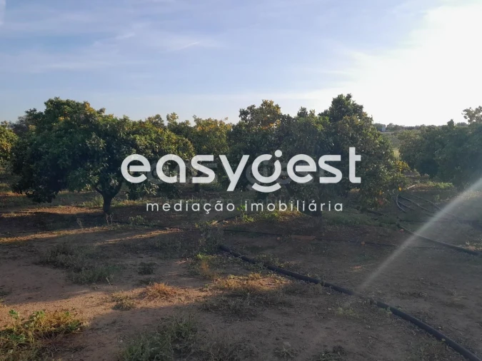 Terreno Agricola ou Rústico para Venda em Beja (Salvador e Santa Maria da Feira) Foto 36