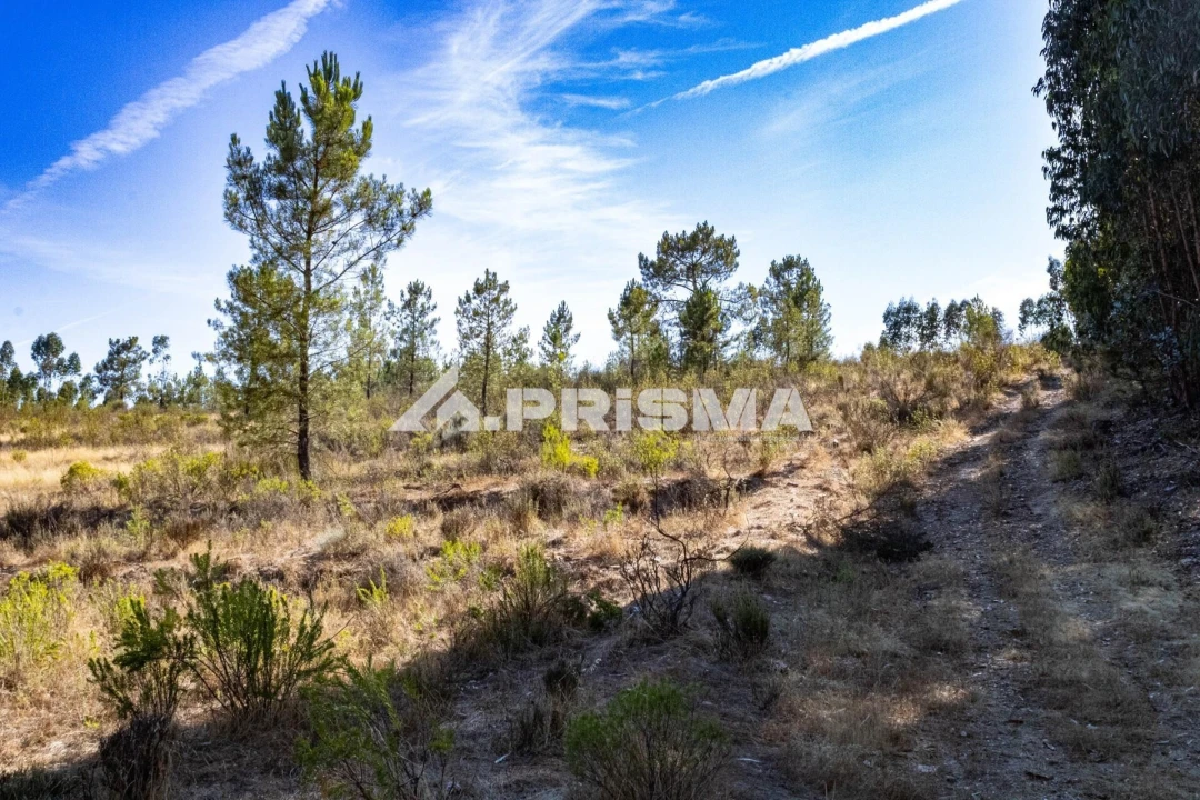 Terreno para Venda em Salgueiro do Campo Foto 4
