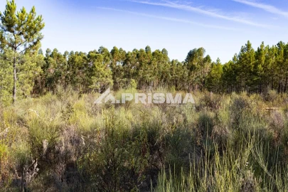 Terreno para Venda em Salgueiro do Campo