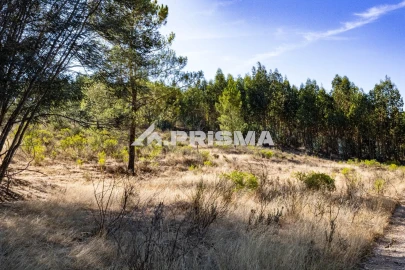 Terreno para Venda em Salgueiro do Campo