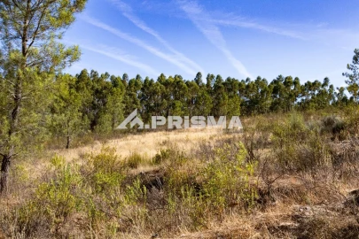 Terreno para Venda em Salgueiro do Campo