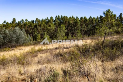Terreno para Venda em Salgueiro do Campo