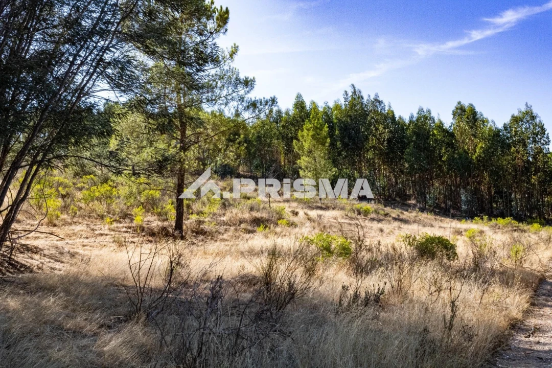 Terreno para Venda em Salgueiro do Campo Foto 2