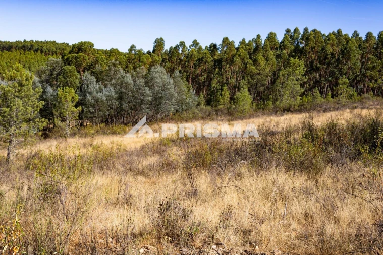 Terreno para Venda em Salgueiro do Campo Foto 18