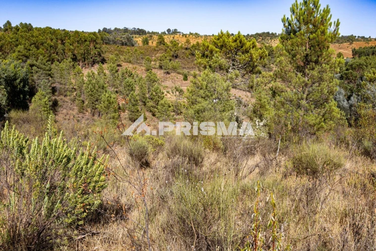 Terreno para Venda em Salgueiro do Campo Foto 11