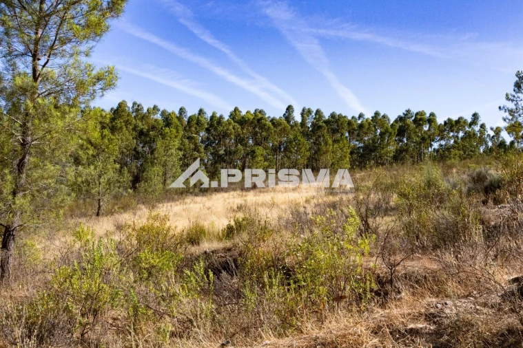 Terreno para Venda em Salgueiro do Campo Foto 8