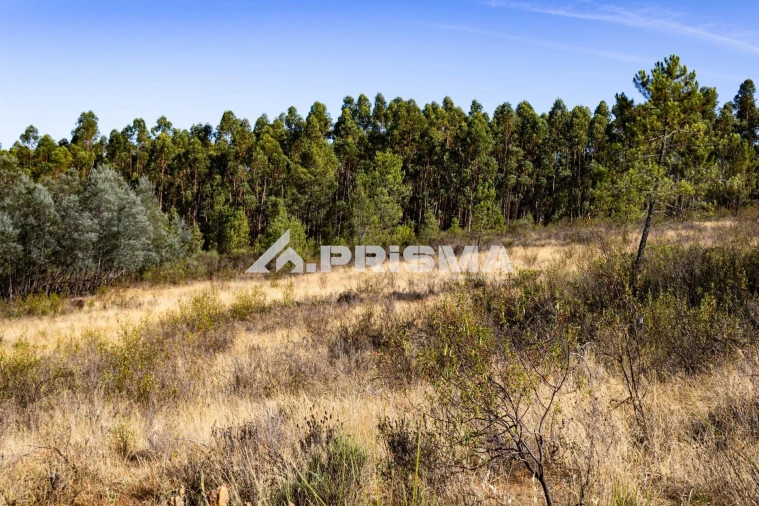 Terreno para Venda em Salgueiro do Campo Foto 10