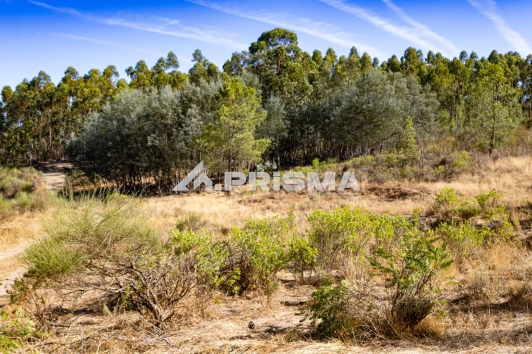 Terreno para Venda em Salgueiro do Campo Foto 3