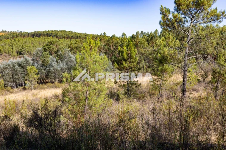 Terreno para Venda em Salgueiro do Campo Foto 17