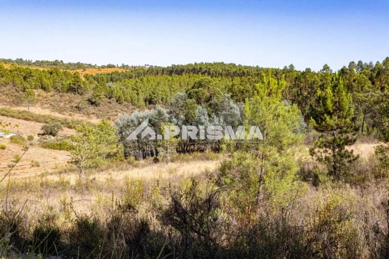 Terreno para Venda em Salgueiro do Campo Foto 16