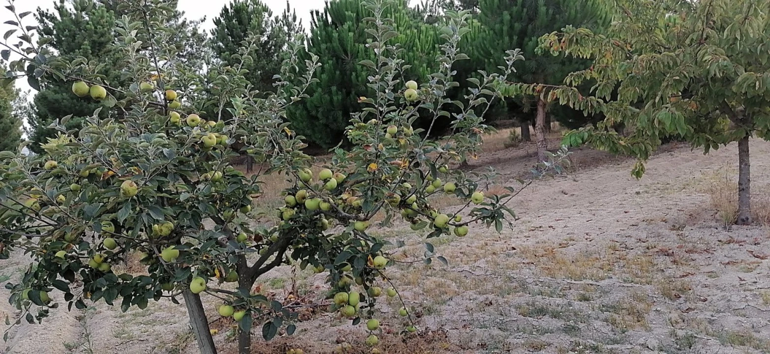 Terreno para Venda em Rio Torto e Lagarinhos Foto 37